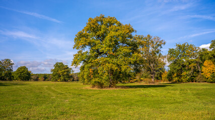 Bäume mit Herbstlaub - Landschaft im Herbst