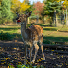 ein junges Reh beim fressen