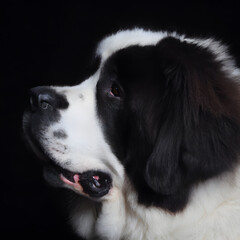 Close up studio photography of a dog head. Landseer ect, Landseer Newfoundland  close up head photography, realistic dog and puppy head on black background.     