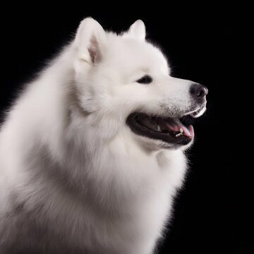 Close up studio photography of a dog head. Samoyed  close up head photography, realistic dog and puppy head on black background.     