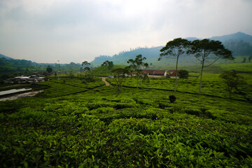 Beautiful Tea plantation landscape in the morning