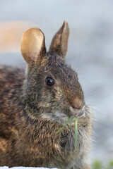 Marsh Rabbit (Sylvilagus palustris) Bailey Tract (Sanibel Island) Florida USA