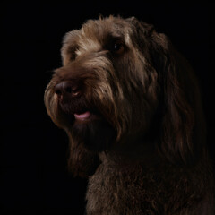 Close up studio photography of a dog head. Labradoodle  close up head photography, realistic dog and puppy head on black background.     