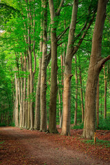 eine Lichtung im Wald - Waldweg