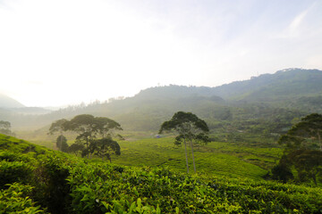 Beautiful Tea plantation landscape in the morning