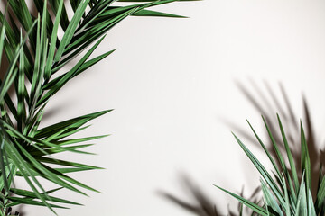 Palm leaf on the white  background
