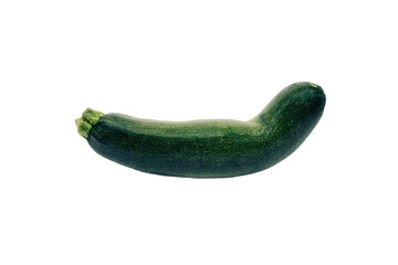 An isolated curved thick zucchini, intense green smooth texture. Front shot.
