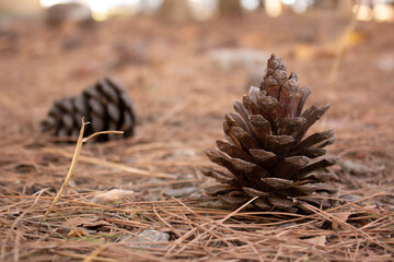 Photograph of a pine cone on a carpet of spruce needles. Cedar coniferous forest. The concept of...
