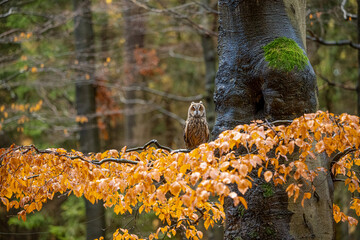 Long eared owl, Asio Otus, in Bohemian Moravian Highlands.