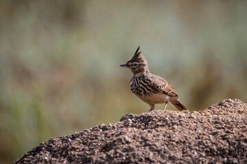 Thekla's lark (Galerida theklae). 