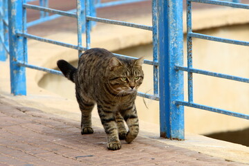 The domestic cat is a mammal of the cat family of the carnivora order.
