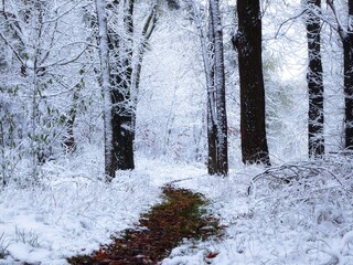 Cold morning in a magical winter forest. Fairytale atmosphere in the snowy woods. Frost covered tree branches.