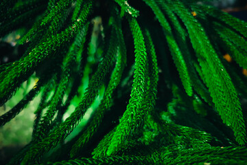 Close-up view of star pine leaves background