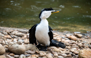 Fototapeta premium Little Pied Cormorant (Microcarbo melanoleucos)