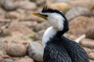 Little Pied Cormorant (Microcarbo melanoleucos)