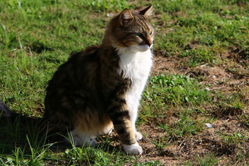 Naklejka na ściany i meble The domestic cat is a mammal of the cat family of the carnivora order.