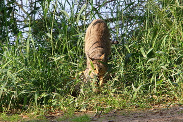 The domestic cat is a mammal of the cat family of the carnivora order.