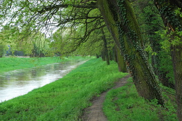 Fototapeta premium river and embankments and the edge of a deciduous forest