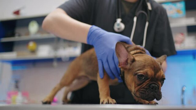 vet doctor is examining dog in zoo center or shelter for homeless dogs