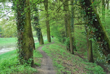 forest path by the river, in spring, deciduous trees, mainly oaks