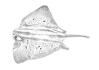 Stingray fish hand drawn sketch Marine animals Vector illustration - obrazy, fototapety, plakaty