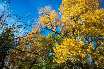 Multi-colored Leaves