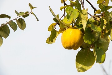 Quince fruit on the tree, autumn and fall