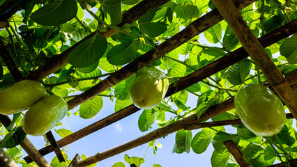 a group of giant Passiflora fruits growing on tree in the Passiflora orchard.