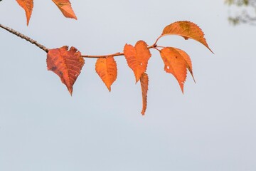 Closeup shot of the autumn leaves