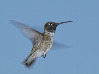 Fototapeta na wymiar Black-chinned hummingbird in flight