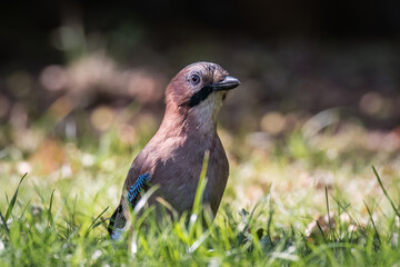 Eurasian jay, Garrulus glandarius, very nice big bird, colorful feathers, looking for oak acorns and nuts. Brown bird with blue feathers on the wing