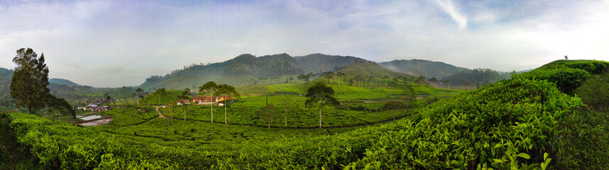 Beautiful Tea plantation landscape in the morning