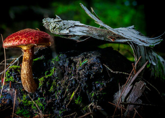 Fototapeta premium Mushroom House 