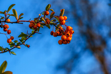 Bright red berries of Pyracantha coccinea, scarlet fiery fruits on a branch of a tree growing in...