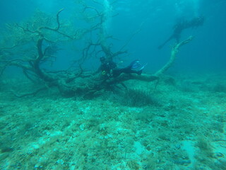 Fototapeta na wymiar Underwater tree