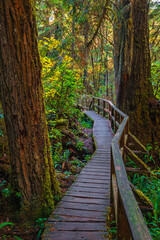 Wooden trail through the rain-forest in the Pacific National Park. This park is located on the west coast of Vancouver Island in the area of Tofino City, British Columbia Canada