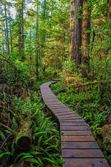 Obraz premium Wooden trail through the rain-forest in the Pacific National Park. This park is located on the west coast of Vancouver Island in the area of Tofino City, British Columbia Canada