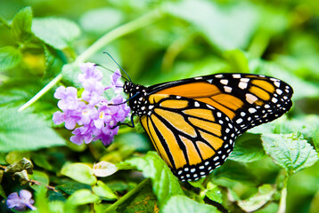 A Monarch butterfly feeding on a flower in a garden setting.