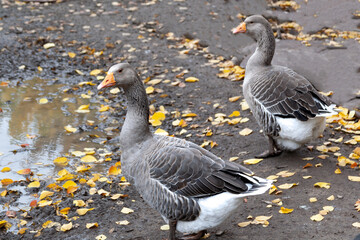 Two geese with bright gray plumage. Geese in the backyard of a farm. Poultry in agriculture.