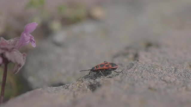 Macro slow-motion view of a European firebug walking on the ground with flowers in the background