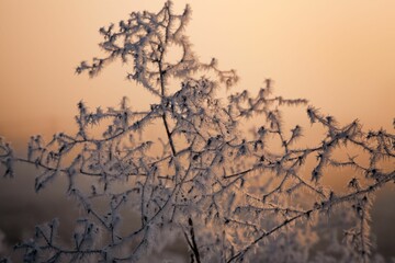 Frosty weather at sunset. near giessen, germany