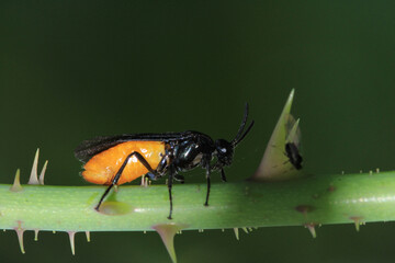 natural arge ochropus bee macro photo
