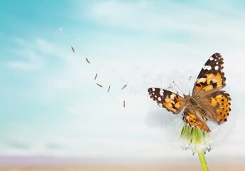 Beautiful dandelion seeds and wild butterfly