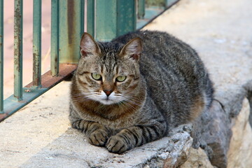 The domestic cat is a mammal of the cat family of the carnivora order.