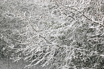 Obraz premium Snow on a tree in winter 