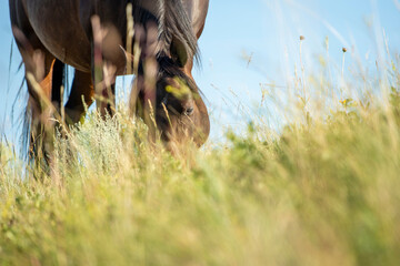 Wild horse, mature bay mare, grazing in tall prairie grass under blue skies in Theodore Roosevelt...