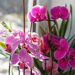 Beautiful large white and pink orchids bloomed on the windowsill