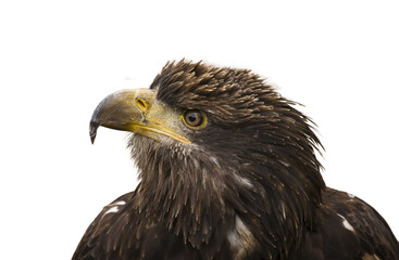 Obraz premium portrait of an eagle