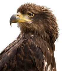 golden eagle isolated on white looking left png