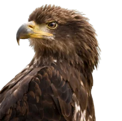 Foto op Plexiglas golden eagle isolated on white looking left png © © Raymond Orton